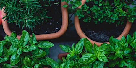 Growing an Herbal Tea Garden  primärbild