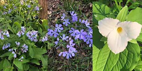 Wildflower walk at Green Hill Park