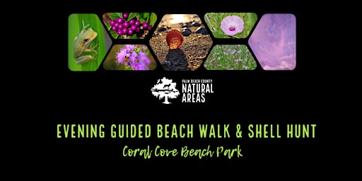 Hauptbild für Adventure Awaits - Evening Guided Beach Walk & Shell Hunt! (ALL AGES)