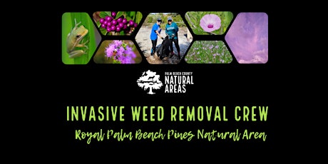 Adventure Awaits - Invasive Weeds Removal Crew at Royal Palm Beach Pines