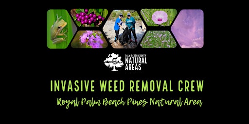 Adventure Awaits - Invasive Weeds Removal Crew at Royal Palm Beach Pines