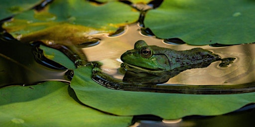 Learn About How Toxic Chemicals Affect Wildlife  primärbild