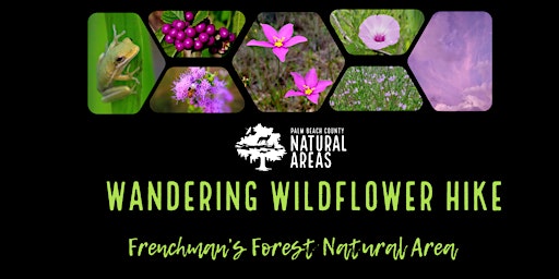 Adventure Awaits - Wandering Through the Wildflowers primary image