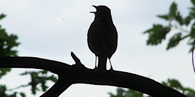 Imagem principal do evento Guided Walk - Early Morning Beginner's Bird Walk