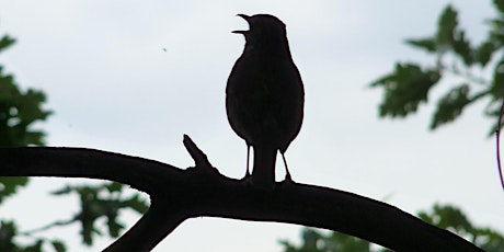 Image principale de Guided Walk - Early Morning Beginner's Bird Walk