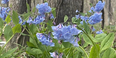 First Flowers of Spring primary image