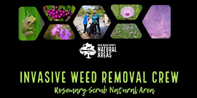 Adventure Awaits - Invasive Weeds Removal  Crew at Rosemary Scrub primary image