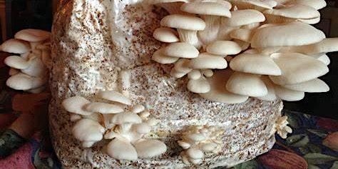 Imagem principal do evento Grow Your Own Oyster Mushrooms