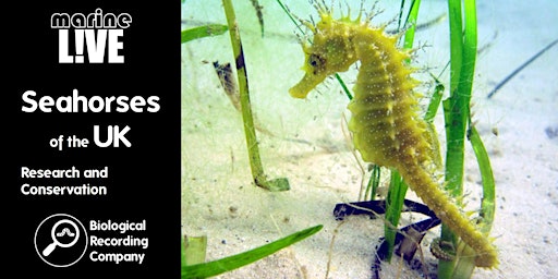 Imagen principal de Seahorses of the UK: Conservation and Research