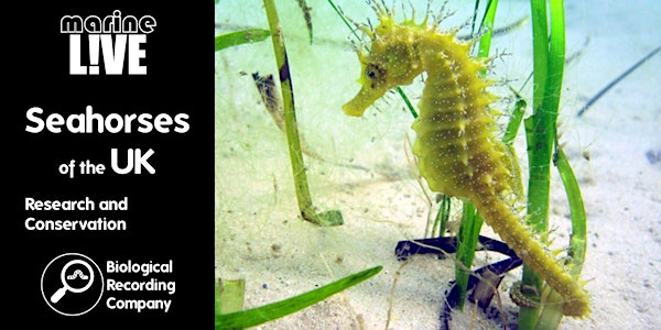 Seahorses of the UK: Conservation and Research