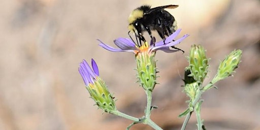 Imagem principal de Bees in the Tahoe Basin: Pollination Ecology and Conservation