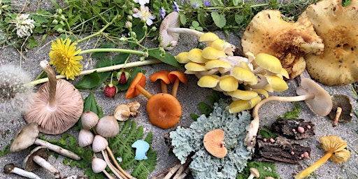 Mushroom Walk  primärbild