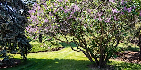 YYC Trees: Riley Park Tree Tour - Guided Walk