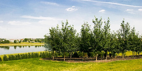 YYC Trees: Edworthy Park Tree Tour - Guided Walk