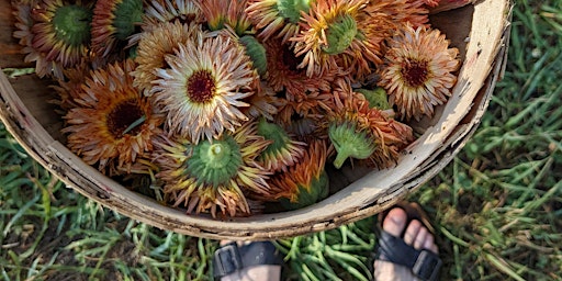 Immagine principale di Herbal Salve Making Workshop 