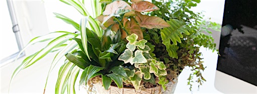 Collection image for Fresh Air Planter