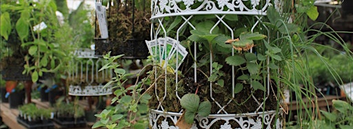 Collection image for Birdcage Planter