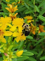 Imagen principal de Spring Wildflower Walk @ St. Mihiel Woods