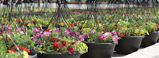Collection image for Hanging Baskets