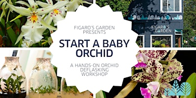 Imagem principal do evento Start a Baby Orchid