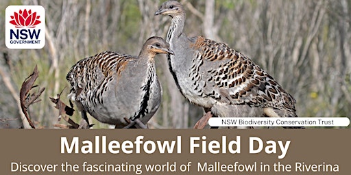 Imagen principal de Malleefowl Field Day