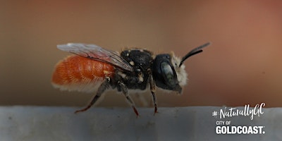 Hauptbild für NaturallyGC :Bee-utiful Native Stingless Bees