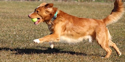 Imagem principal do evento AKC Fetch Test at Bucks/Trenton Kennel Club Dog Show