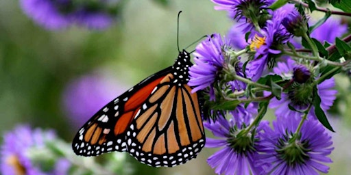 Hauptbild für Pollinator Garden Fun and Facts