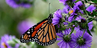 Primaire afbeelding van Pollinator Garden Fun and Facts