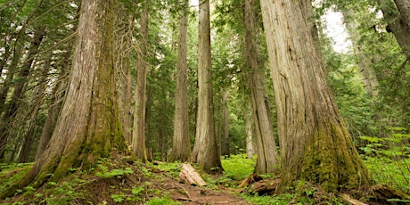 Value of Old Growth and Biodiversity Talk primary image