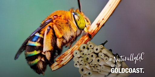 Imagem principal de NaturallyGC Kids - Native Bee Pollinators