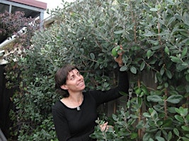 Primaire afbeelding van Home Harvest - Winter fruit tree pruning and maintenance