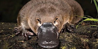 Platypus evening with ecologist Josh Griffiths primary image