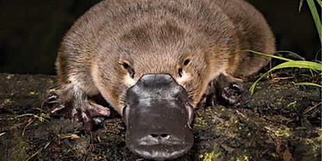 Hauptbild für Platypus evening with ecologist Josh Griffiths