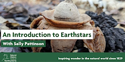 Earth-starT: An Introduction to British Earthstars primary image