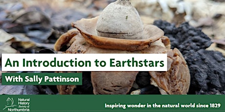 Earth-starT: An Introduction to British Earthstars