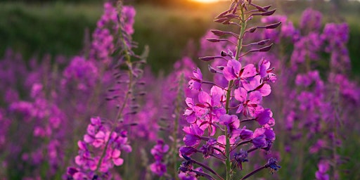 "Bloom Girl Bloom"- Garden Party primary image