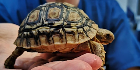 Berliner Heimtierrunden: Reptilienhaltung - Trends & Herausforderungen