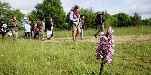 ANIMATION : A la recherche des orchidées sauvages  primärbild