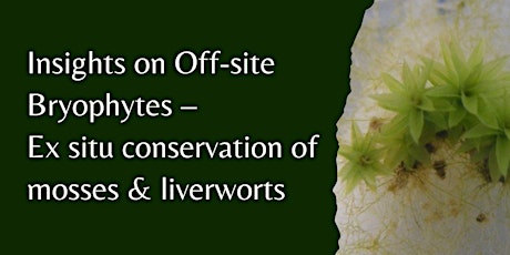 Imagen principal de Insights on Off-Site Bryophytes - Ex Situ  conservation of mosses