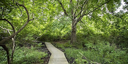 August Free Tree Walk: Ballard Park primary image