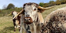 Wilder Kent Safari: Walking with Cows at Heather Corrie Vale primary image