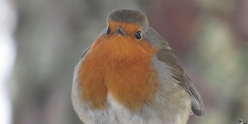 Imagen principal de Introduction to Birdsong Webinar
