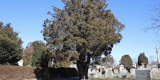May Free Tree Walk: Island Cemetery  primärbild
