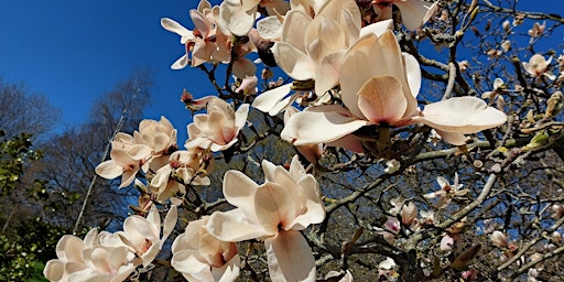 Primaire afbeelding van Floral Tea Party: A Talk On Edible Flowers And Their Uses