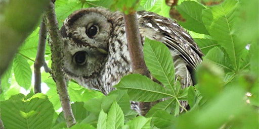 Understanding Bird Language Webinar primary image