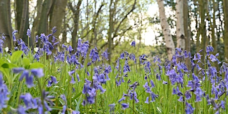 Guided Walk at Nidd Gorge, Knaresborough, North Yorkshire