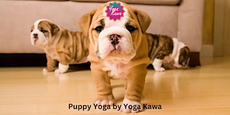 Puppy Yoga (Family-Friendly) by Yoga Kawa Hamilton