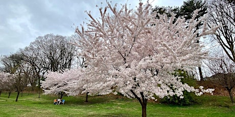 Cherry Blossom Walk:  15 or 22 Miles from Jersey City to Newark!