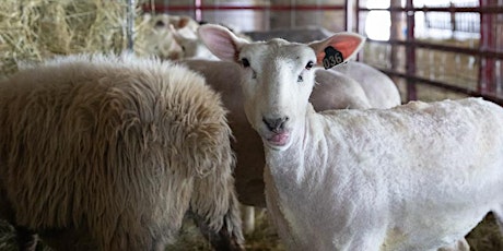 Imagem principal do evento Sheep & Shear Delights